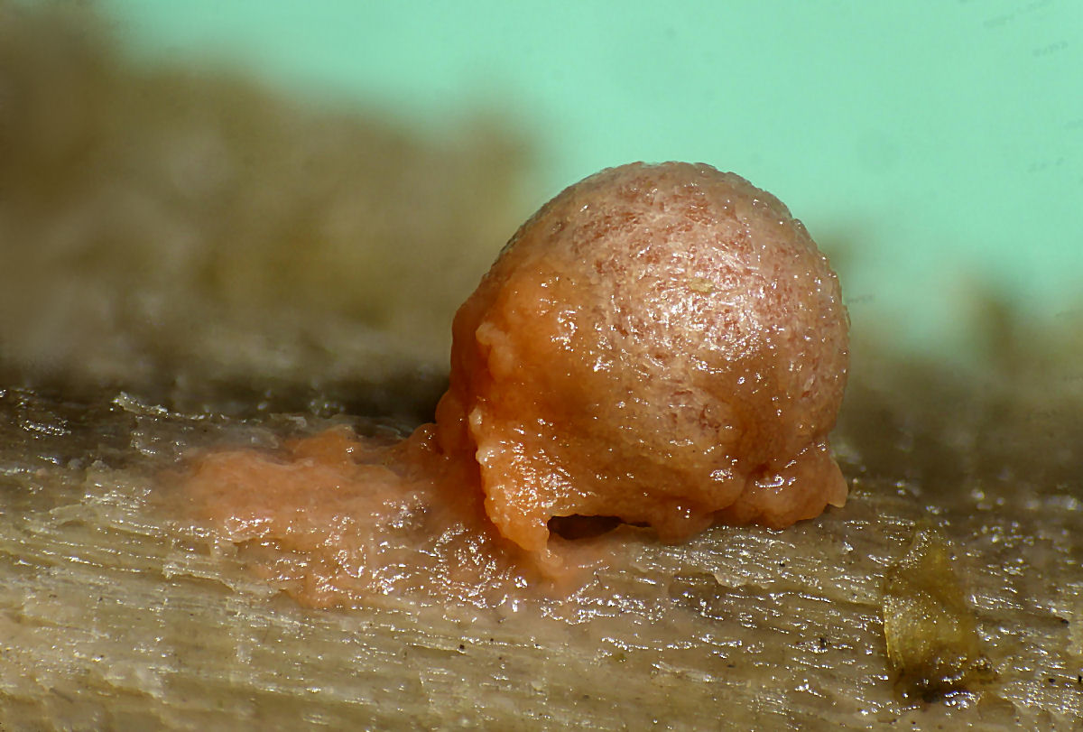 che mixomicete � ?  - Lycogala sp.